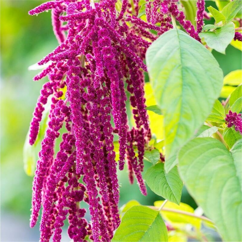 RAUSCH Amaranth Repair Spülung