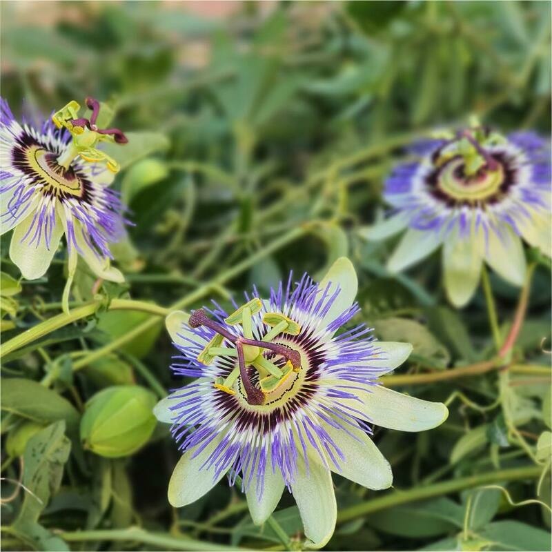 RAUSCH Passionsblumen Hand Cream