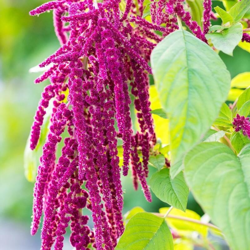 RAUSCH Repair-Serum mit Amaranth